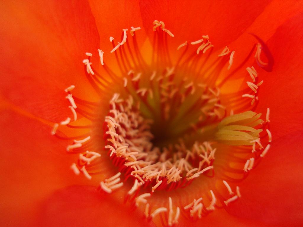 Eigene Echinopsis/RL 05-51 5.jpg
